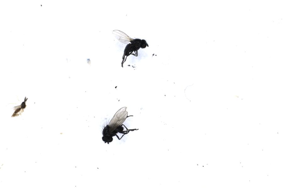 Image 75